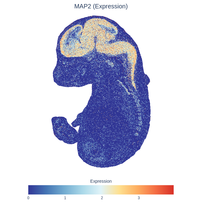MAP2 Expression Distribution